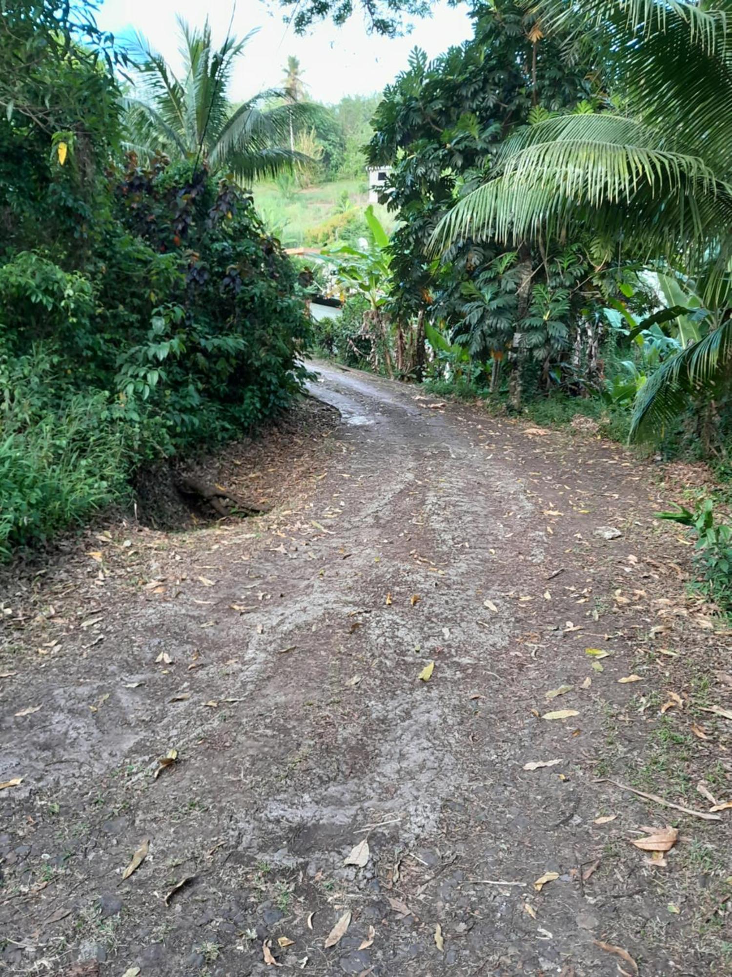 La Poulette Amazonienne Villa Riviere-Pilote ภายนอก รูปภาพ